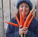carrots, garden, harvest, organic