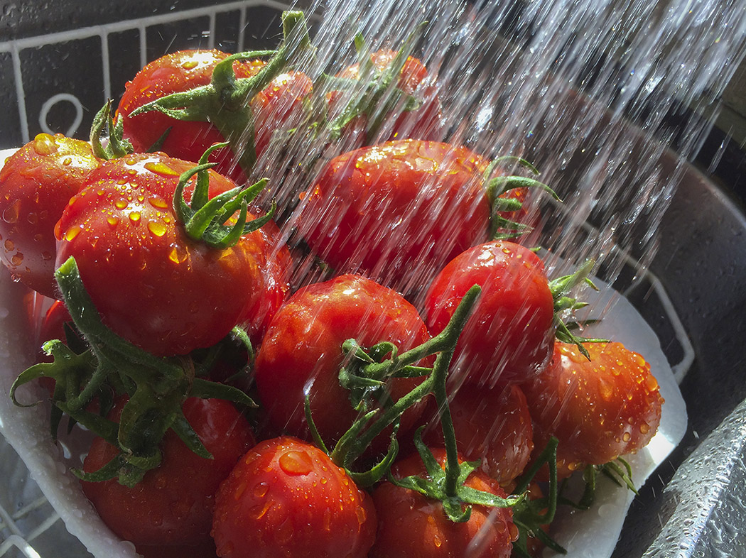 tomatoes, tomato, homegrown, organic, vegetable, garden, alaska